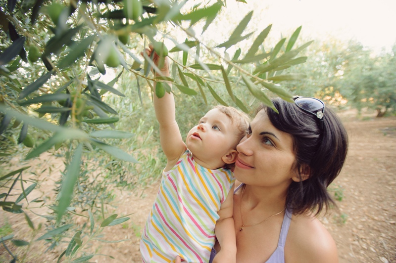 Adopter un olivier