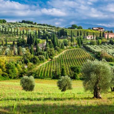 Huile d’olive toscane : un avant-goût de la riche histoire de la Toscane